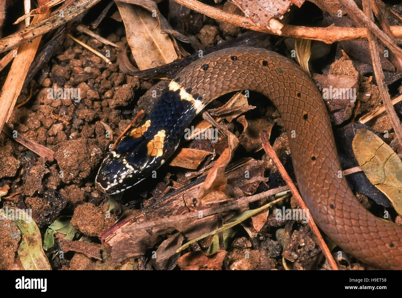 DUMERIL'S BLACK-HEADED SNAKE Sibynophis subpunctatus. Head and neck. Non venomous. Rarely available. Specimen from Pune, Maharashtra, India. Stock Photo