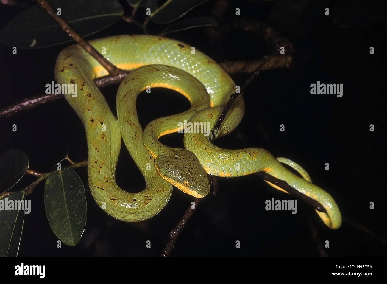 BAMBOO PIT VIPER Trimeresurus gramineus. Adult from Lonavla, Maharashtra, India. Stock Photo