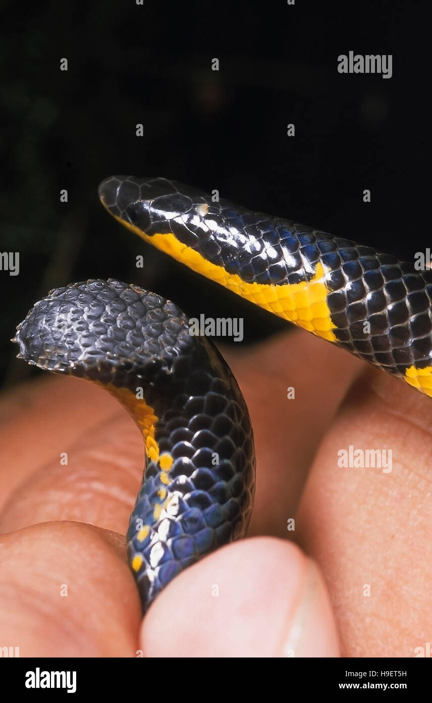 LARGE-SCALED SHIELDTAIL. Uropeltis macrolepis macrolepis. Shows head and shield tail. Adult from Mulshi, Maharashtra, India. Stock Photo