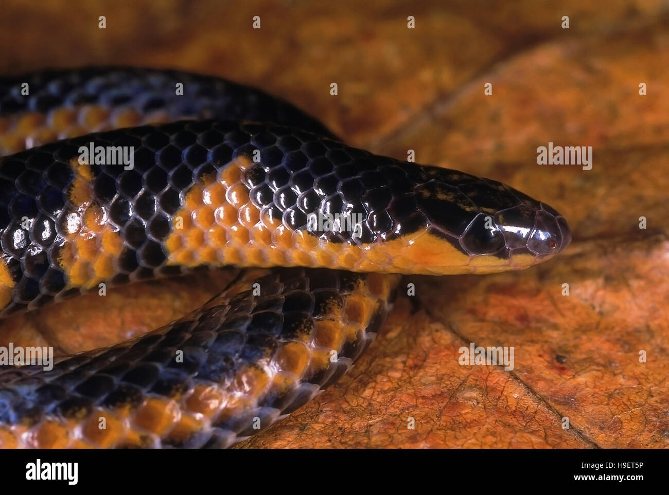 MAHABLESHWAR SHIELDTAIL. Uropeltis macrolepis macrolepis. Head detail. Adult from Mahableshwar, Maharashtra, India. Stock Photo