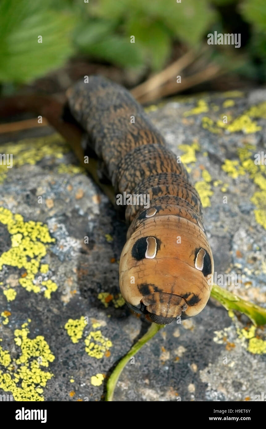 Caterpillar with eyespots VERTICAL, Uttaranchal, India. Stock Photo