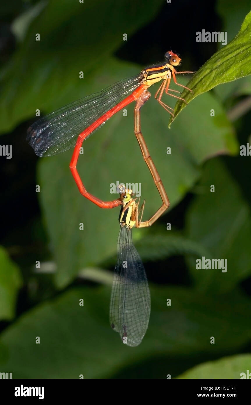 Damselflies MATING, Bangapani, Uttaranchal, India. Stock Photo