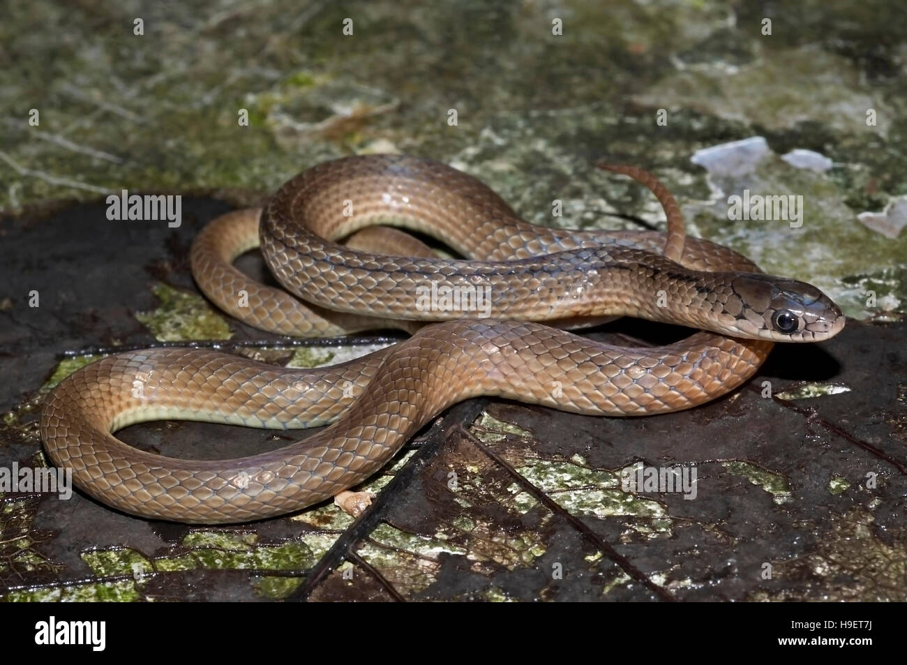 Lesser Striped-neck Snake Liopeltis calamaria, Satara, Maharashtra, India. Stock Photo