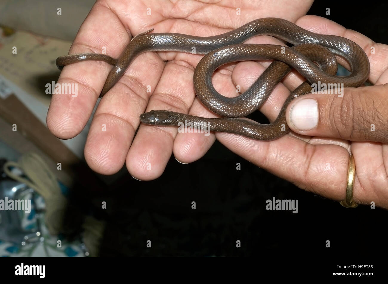Indian Smooth Snake Coronella brachyura JUVENILE. NON-VENOMOUS. Locality: Pune district, Maharashtra, INDIA. Stock Photo