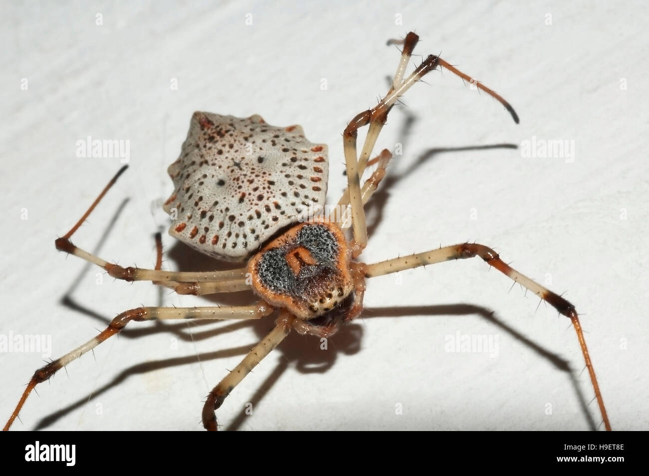 Spider. Herennia species CLOSE UP. Locality: Kodagu (Coorg) Karnataka, INDIA. Stock Photo