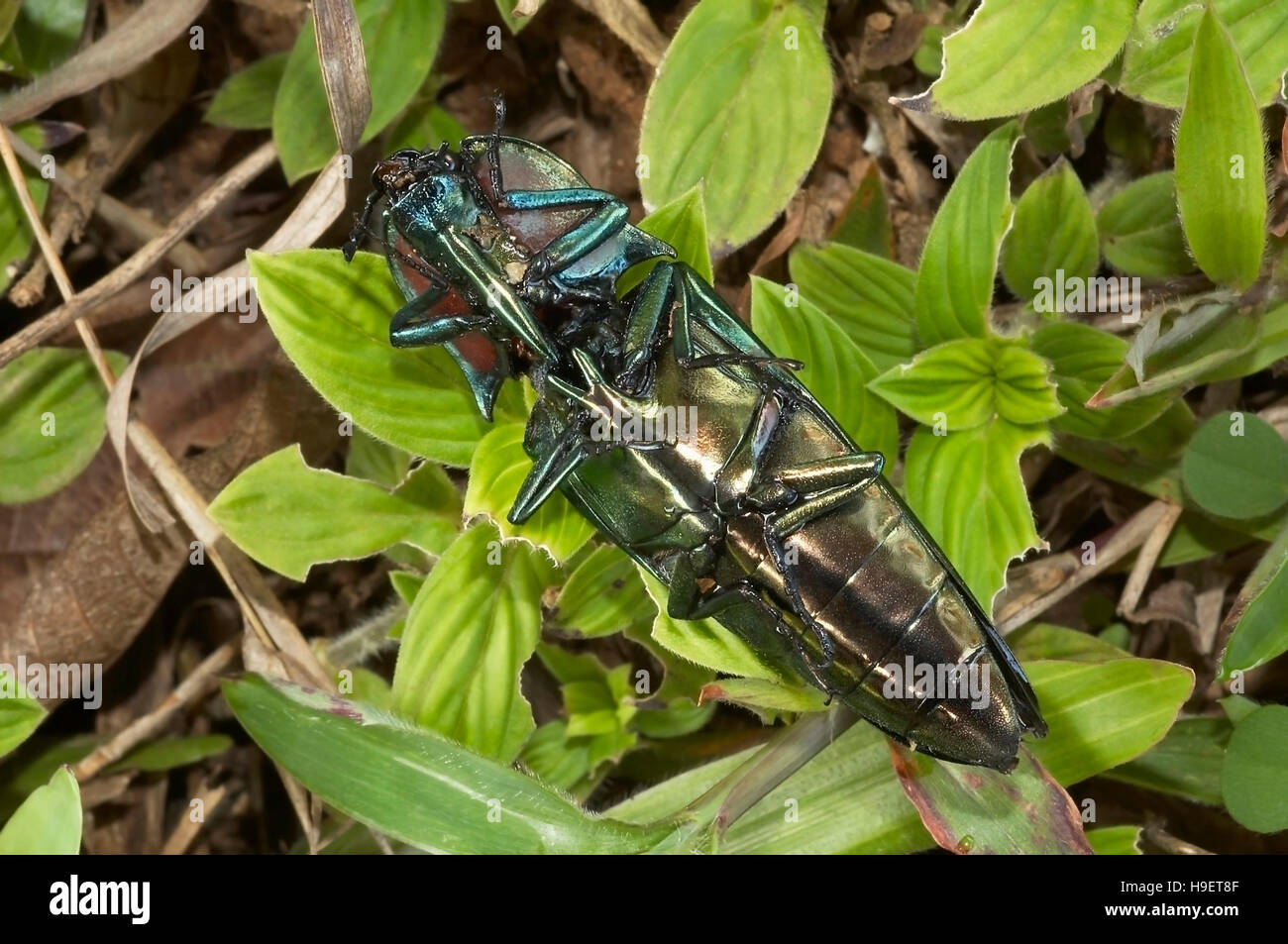 Metallic/ Iridescent Click-beetle (Family Elateridae) VENTRAL VIEW. Locality: Kodagu (Coorg) Karnataka, INDIA Stock Photo