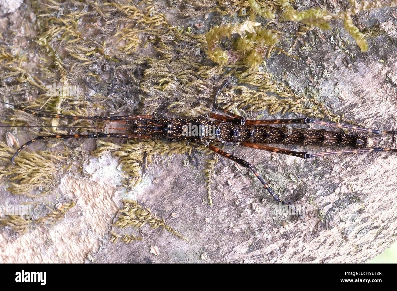 Stick insect. Locality: Kodagu (Coorg) Karnataka, INDIA Stock Photo