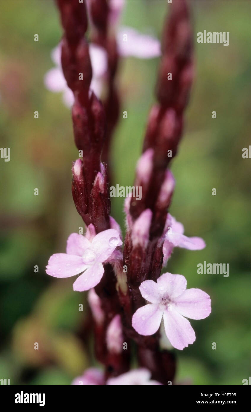 Flowers of parasitic Striga gesnerioides, Purple Witchweed, Cowpea Witchweed, Indigo witchweed, Tobacco witchweed in the Western Ghats, India. Stock Photo
