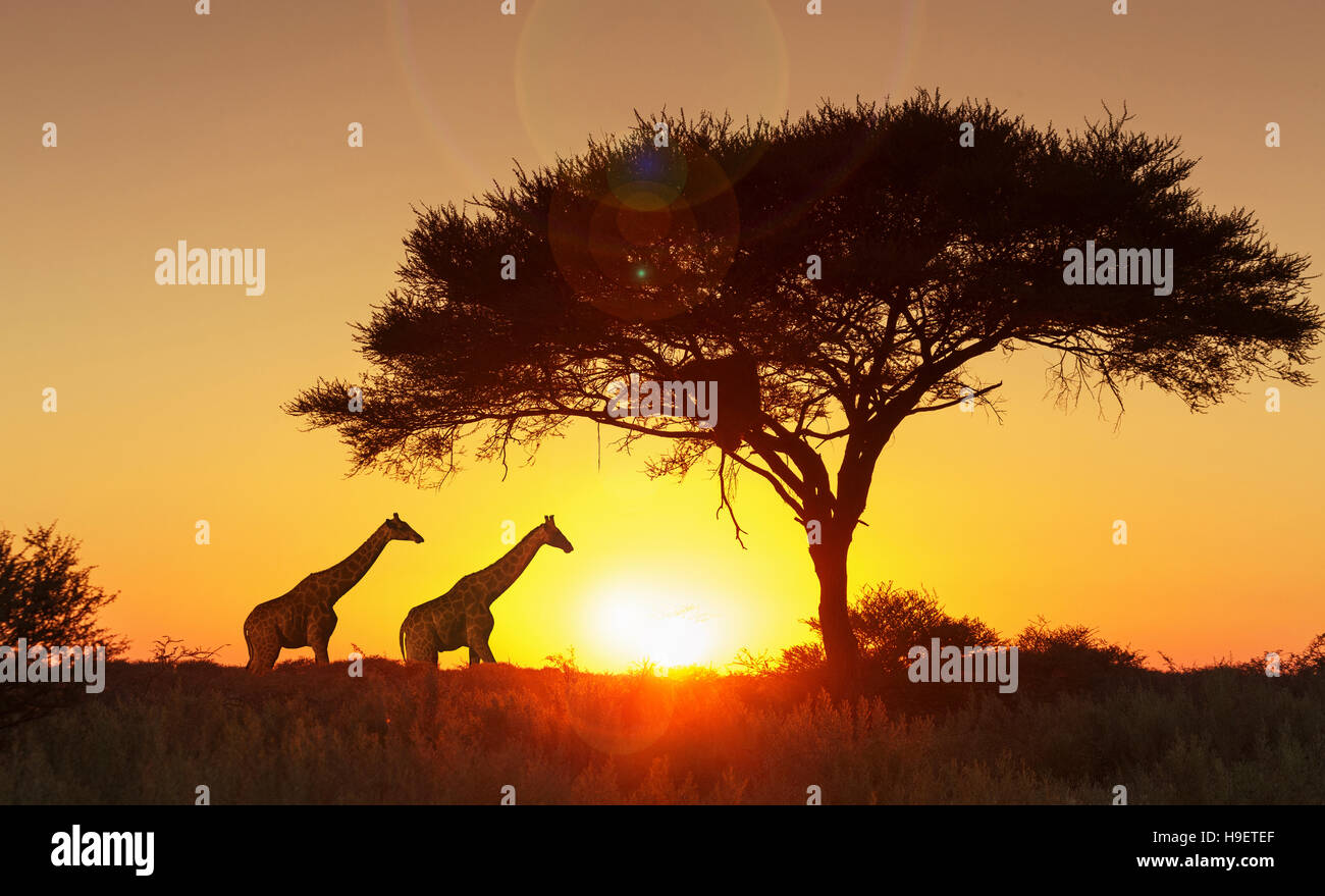 Giraffes under tree at sunset in Etosha National Park, Namibia Stock Photo