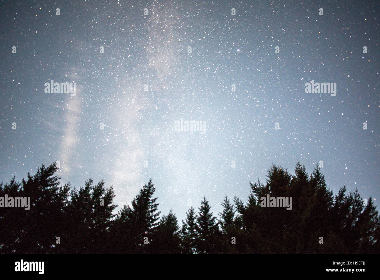 Stars in night sky over trees Stock Photo