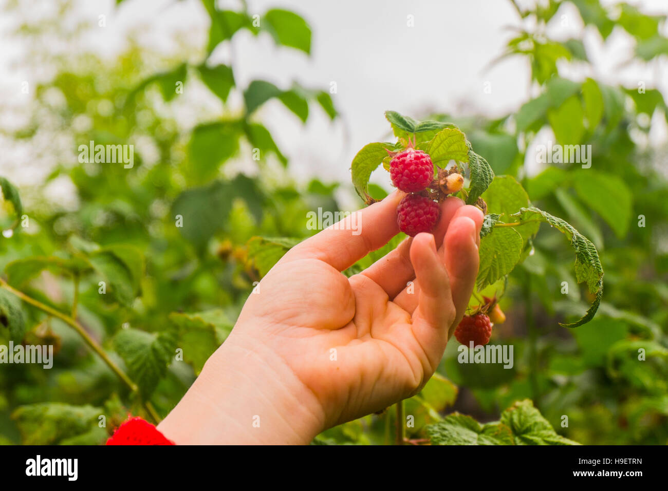 Hand holding ripe raspberry Stock Photo - Alamy