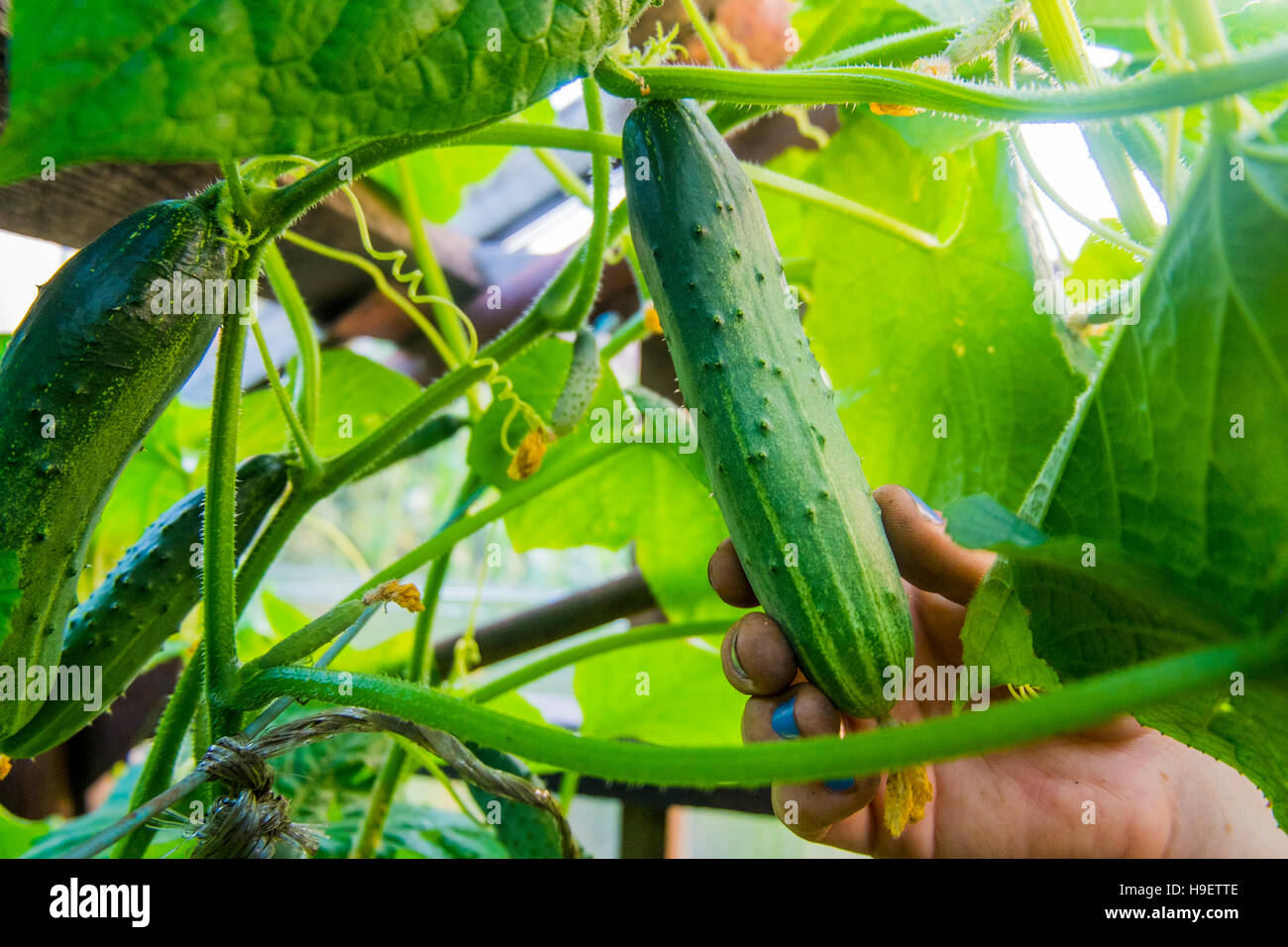 Hand holding fresh cucumber on vine Stock Photo Alamy