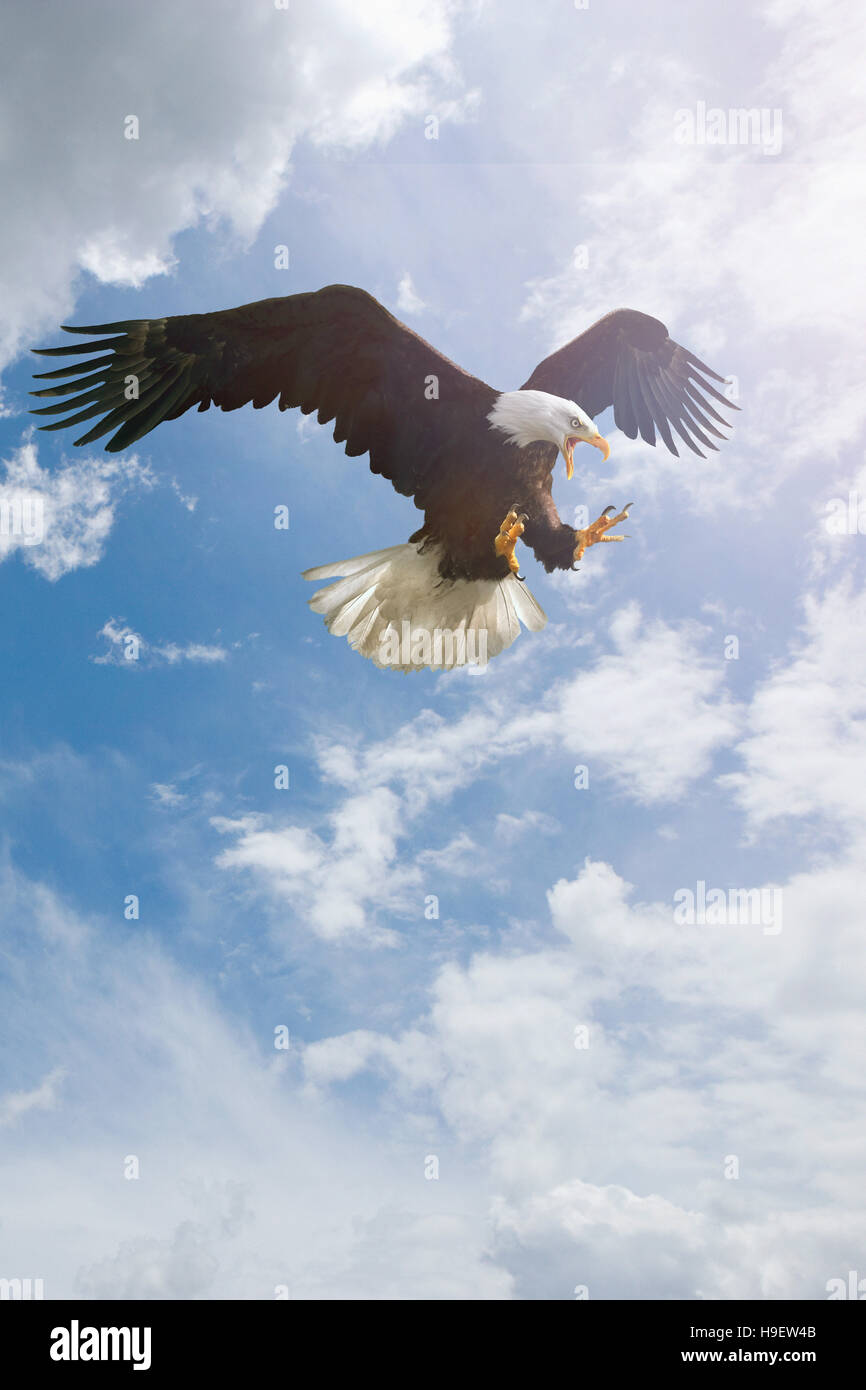 Fierce eagle flying in cloudy sky Stock Photo