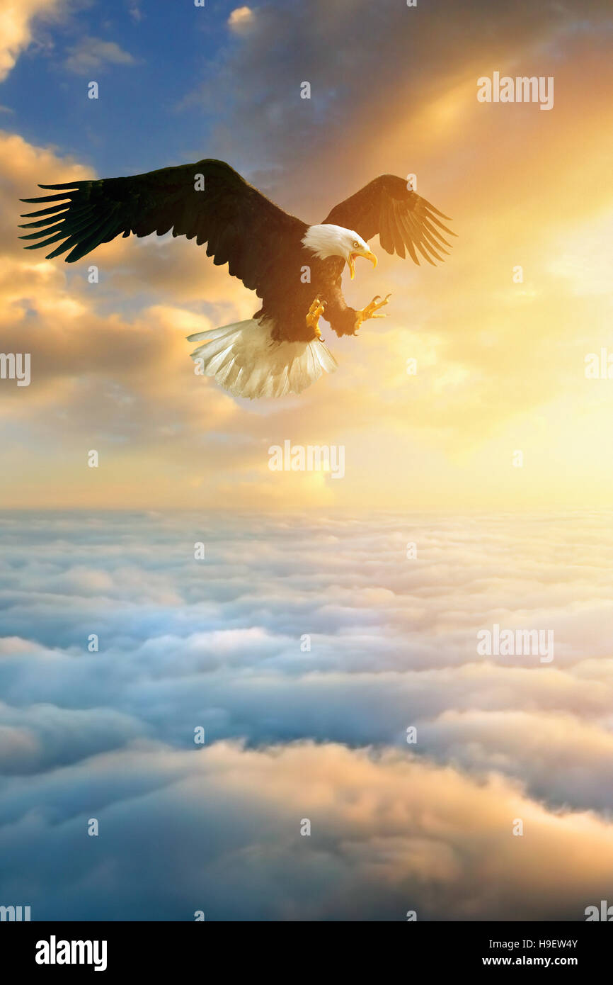 Fierce eagle flying in sunset sky Stock Photo