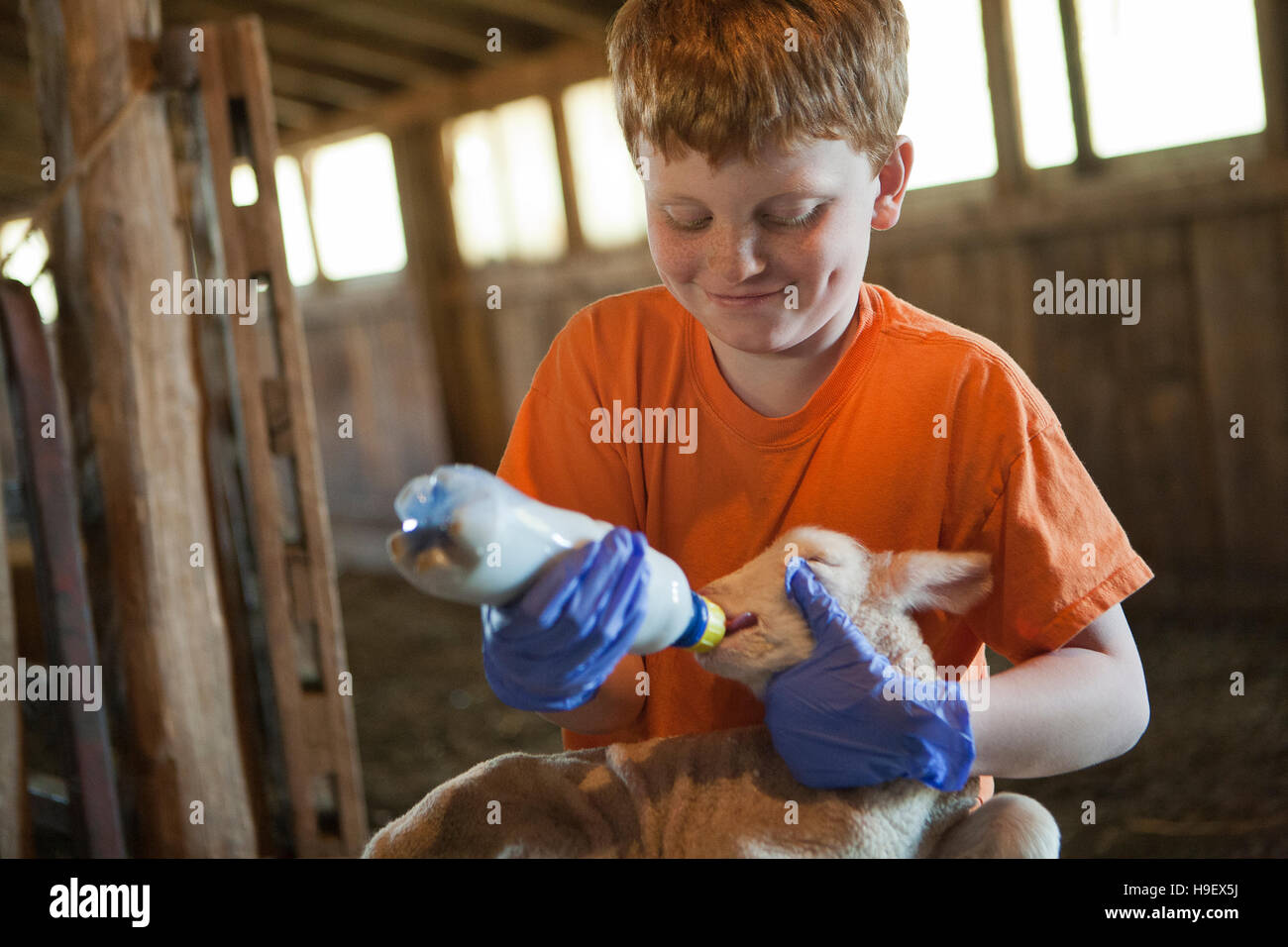 Smiling Caucasian boy feeding bottle to lamb Stock Photo - Alamy