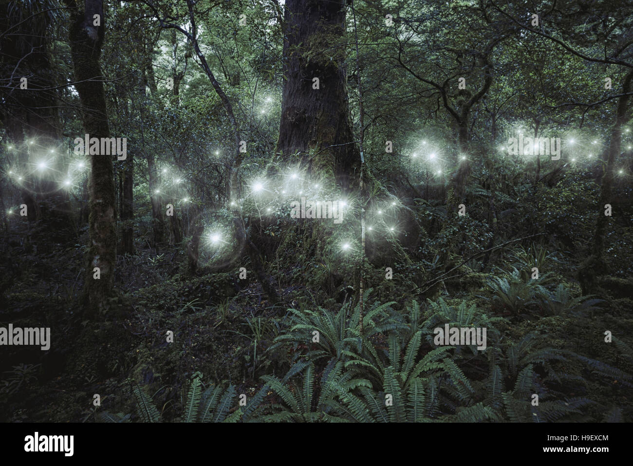 Glowing spheres hovering in forest Stock Photo