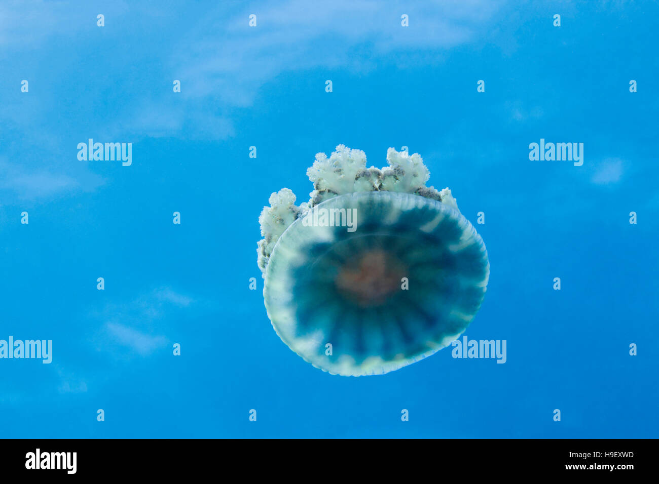 Upside Down Jelly Fish (Cassiopea Andromeda Stock Photo - Alamy