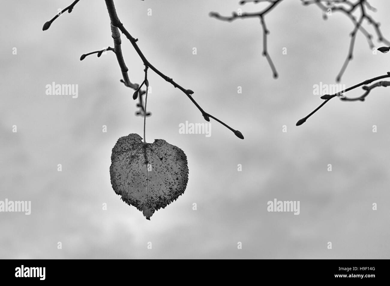 Black and white Photo of an Autumn Leaf on a branch. Background Stock Photo