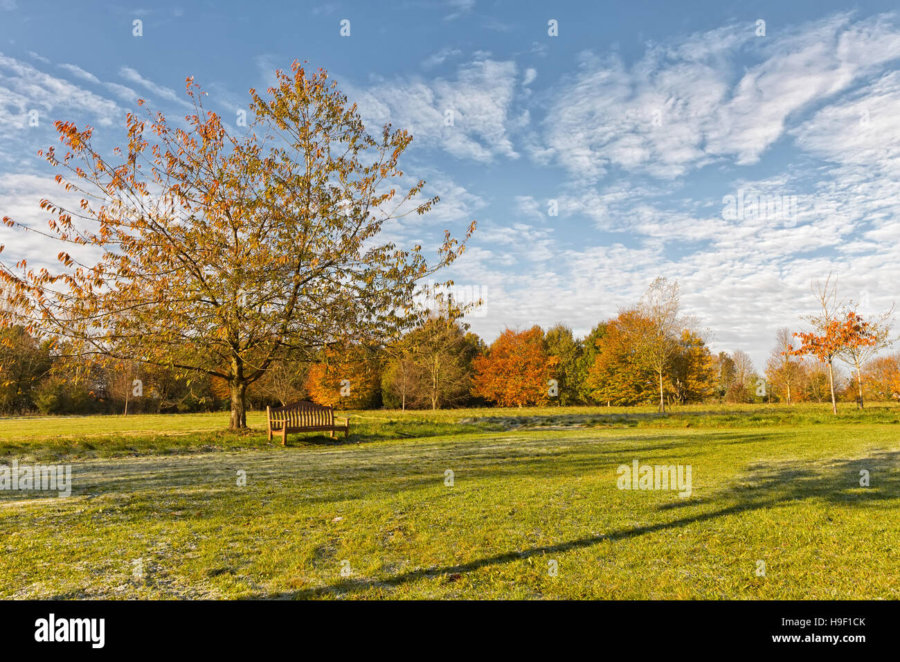Bench tree in hires stock photography and images Alamy