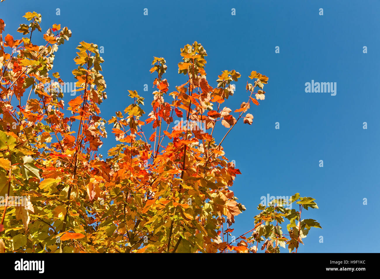 Red and Orange Autumn Leaves on branches with a blue sky Stock Photo ...