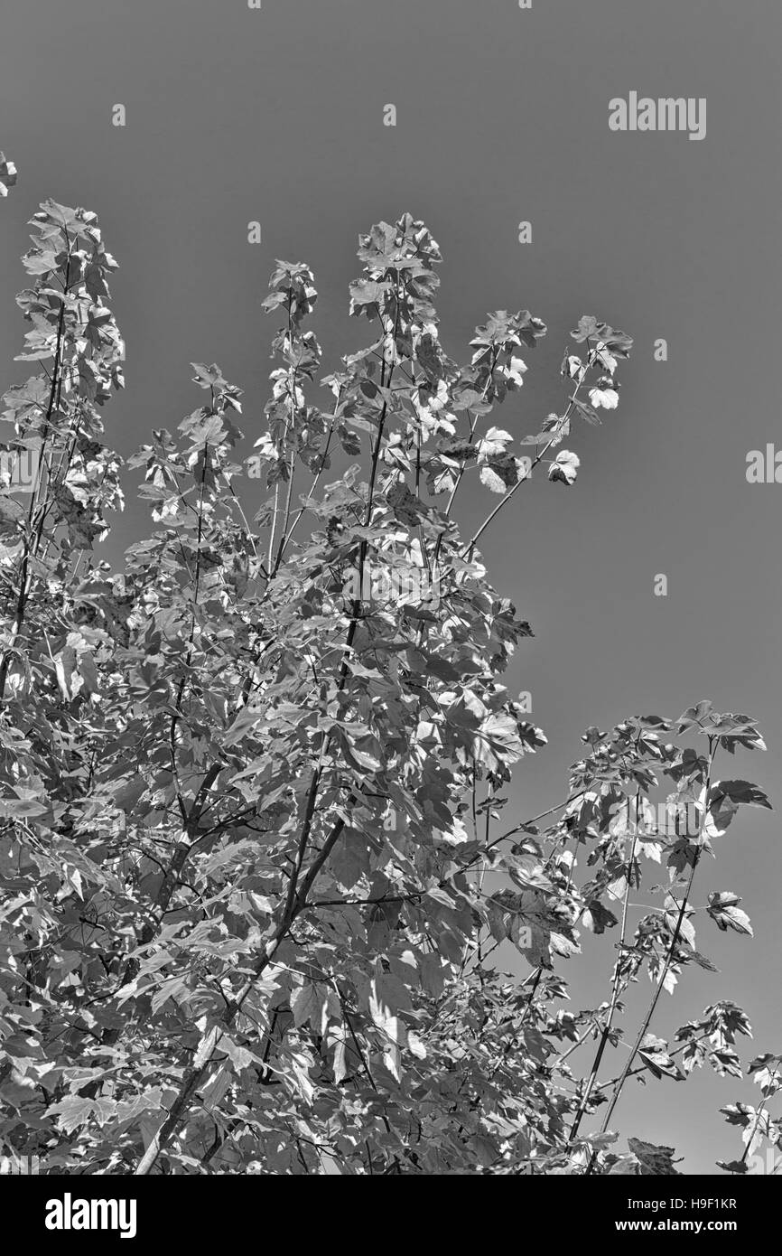 Black and white photo of  Autumn Leaves on a clear sky Stock Photo