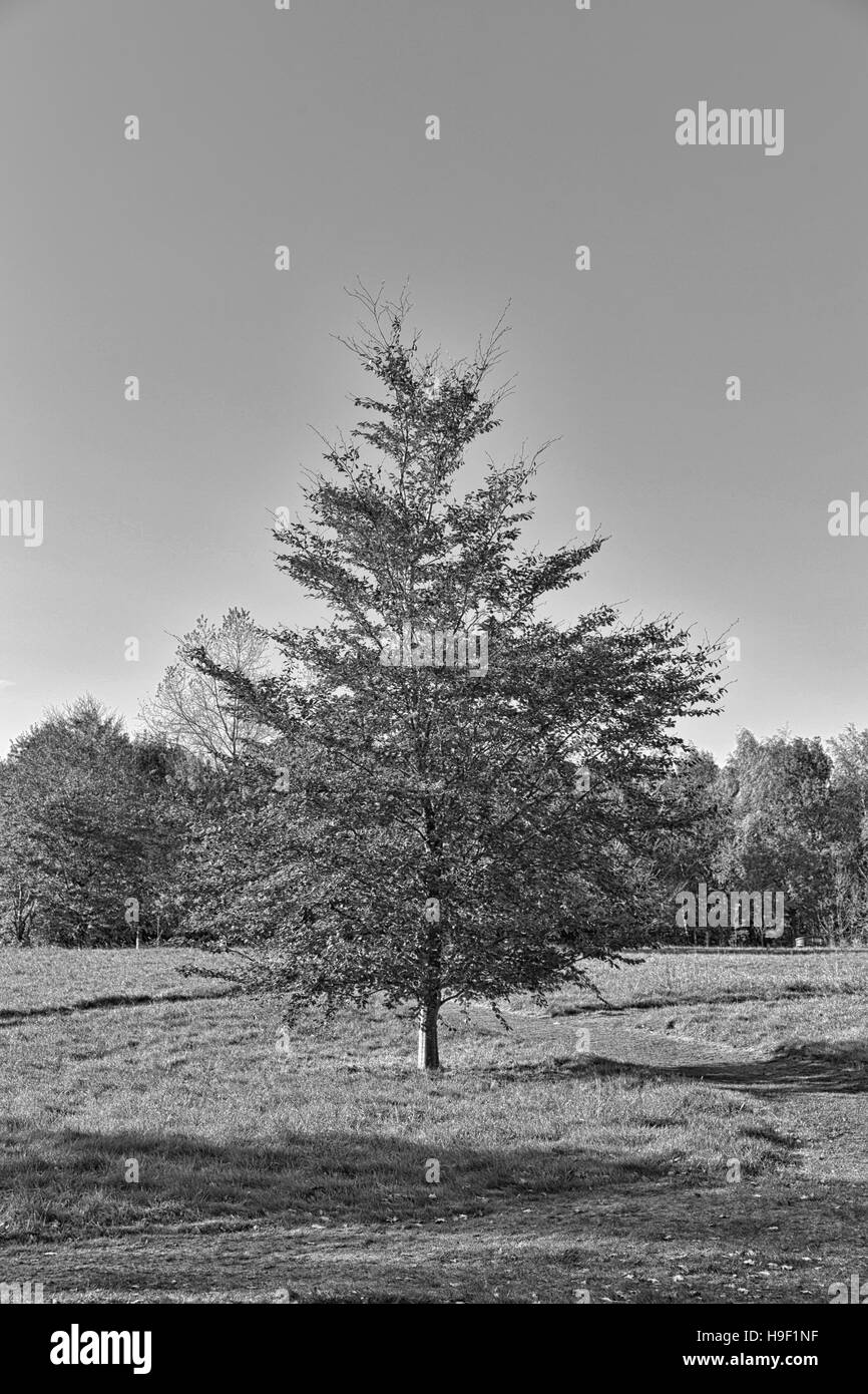 Autumn landscape trees leaves Black and White Stock Photos & Images - Alamy