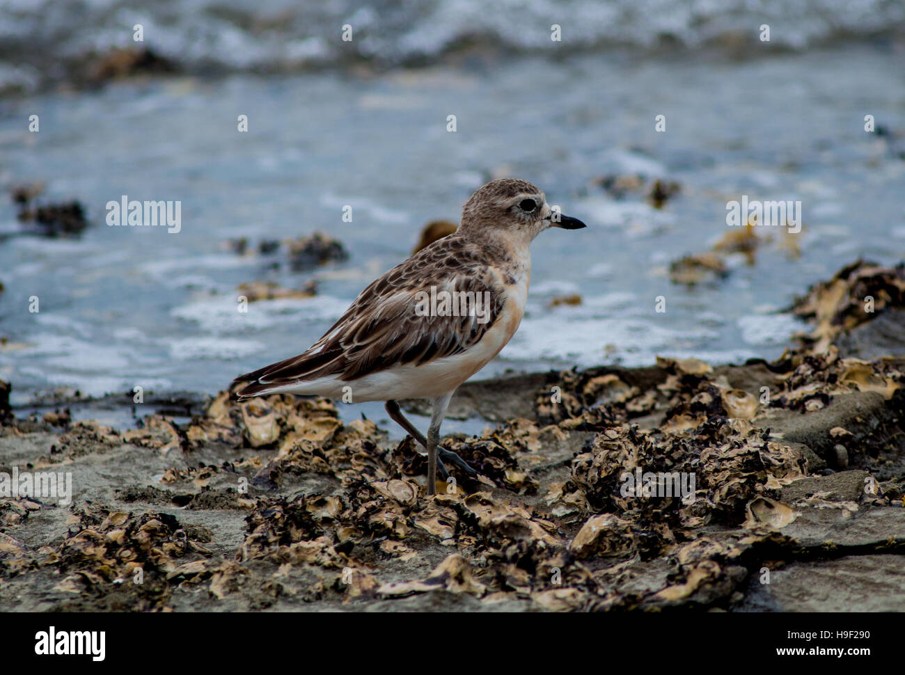 Red-breasted Dotterel, Charadrius obscurus) Stock Photo
