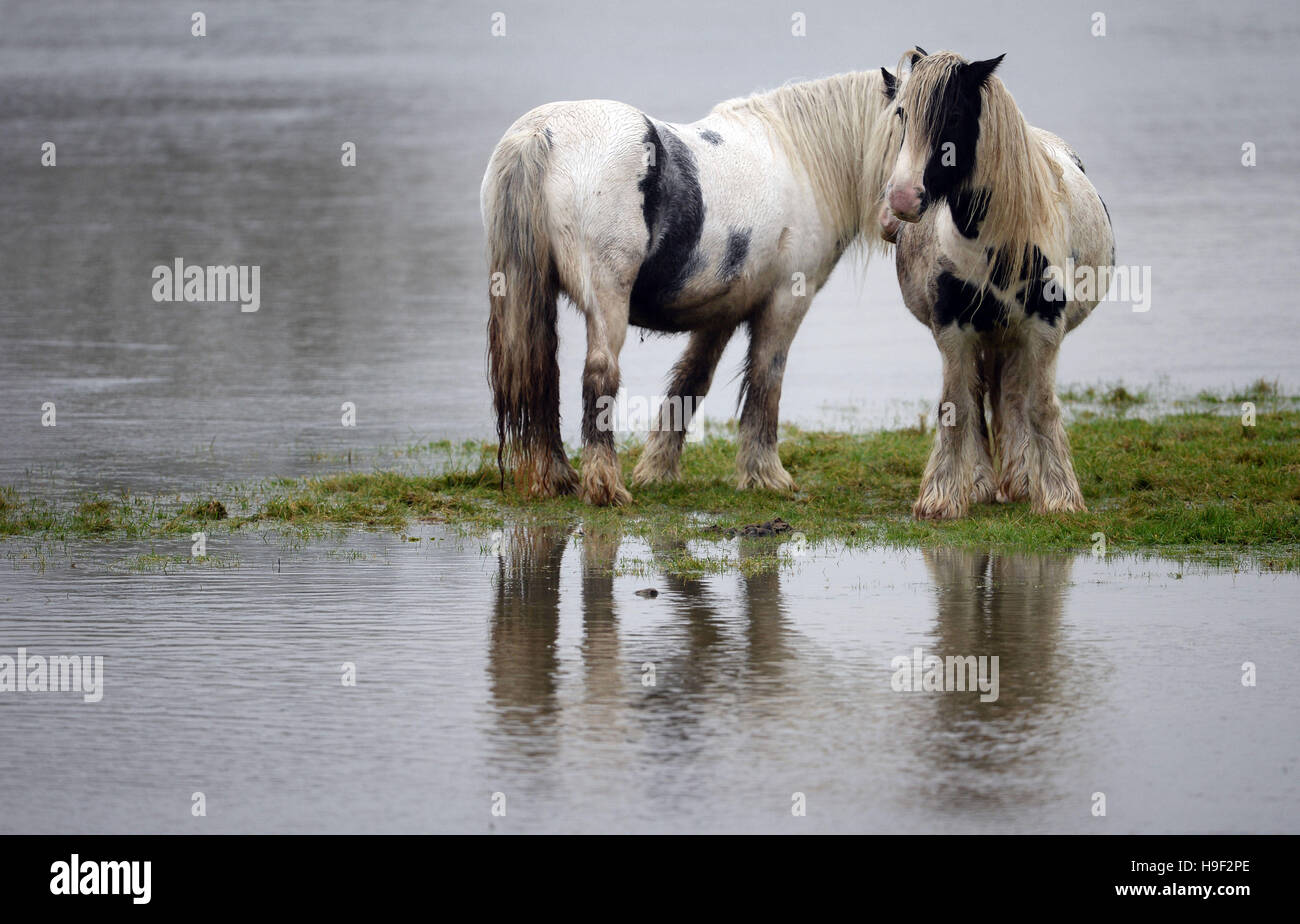 Horses graze on a small island of dry land in Barrow-upon-Soar in Leicestershire after heavy rain overnight, as wind and rain continue to blight parts of Britain threatening further travel chaos after torrential downpours caused flash-flooding and disruption across most of the country. Stock Photo