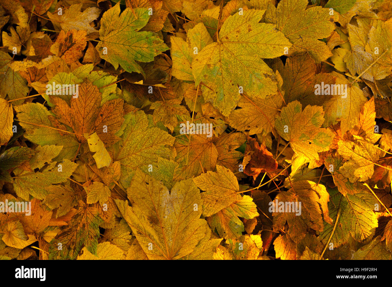 Collage Effect with Autumnal Leaves Stock Photo