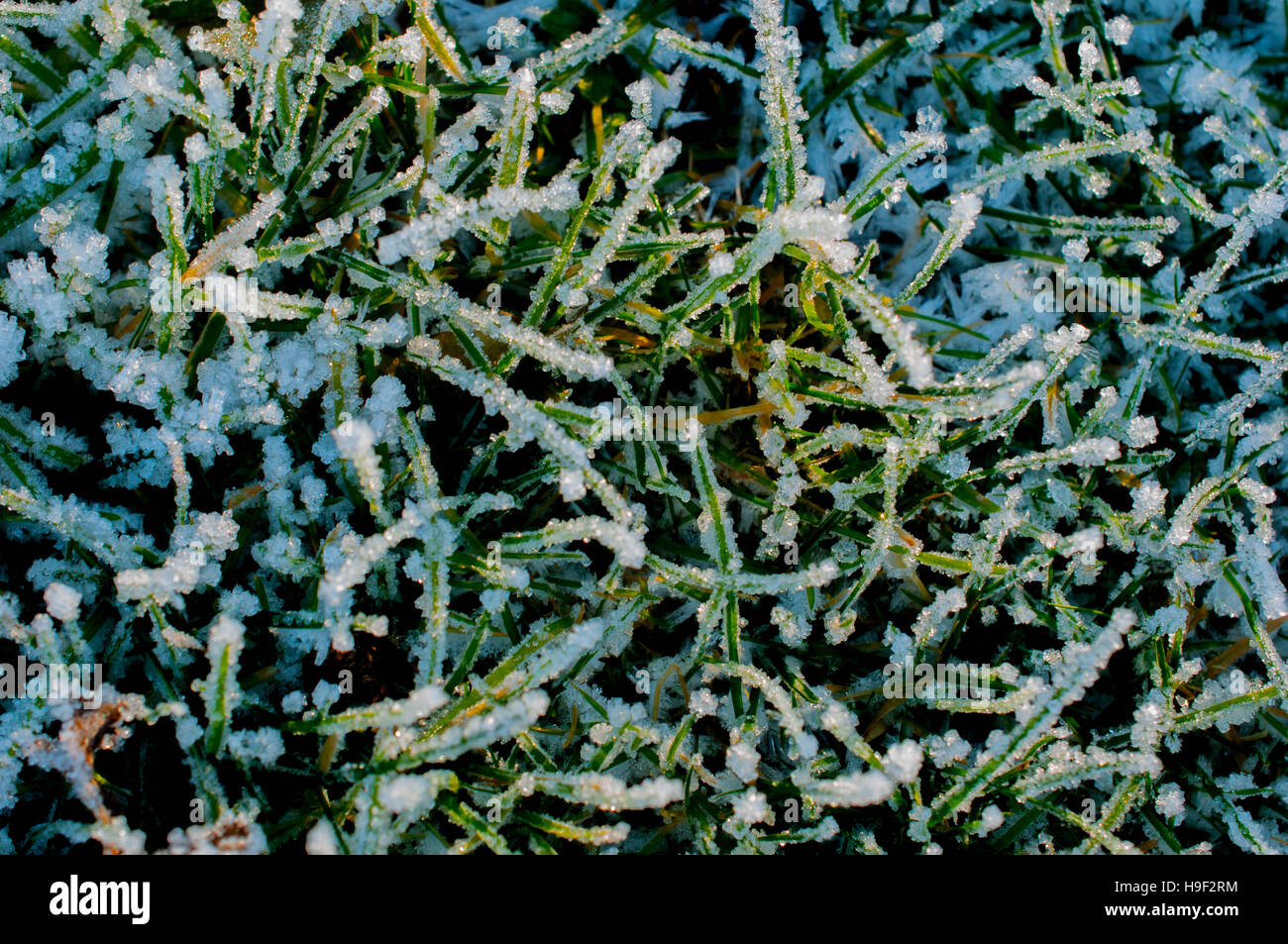 Frozen Ice Crystals on Grass Stock Photo