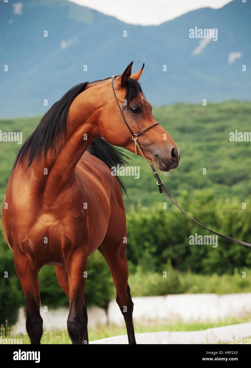 portrait of bay arabian stallion at mountain background Stock Photo Alamy