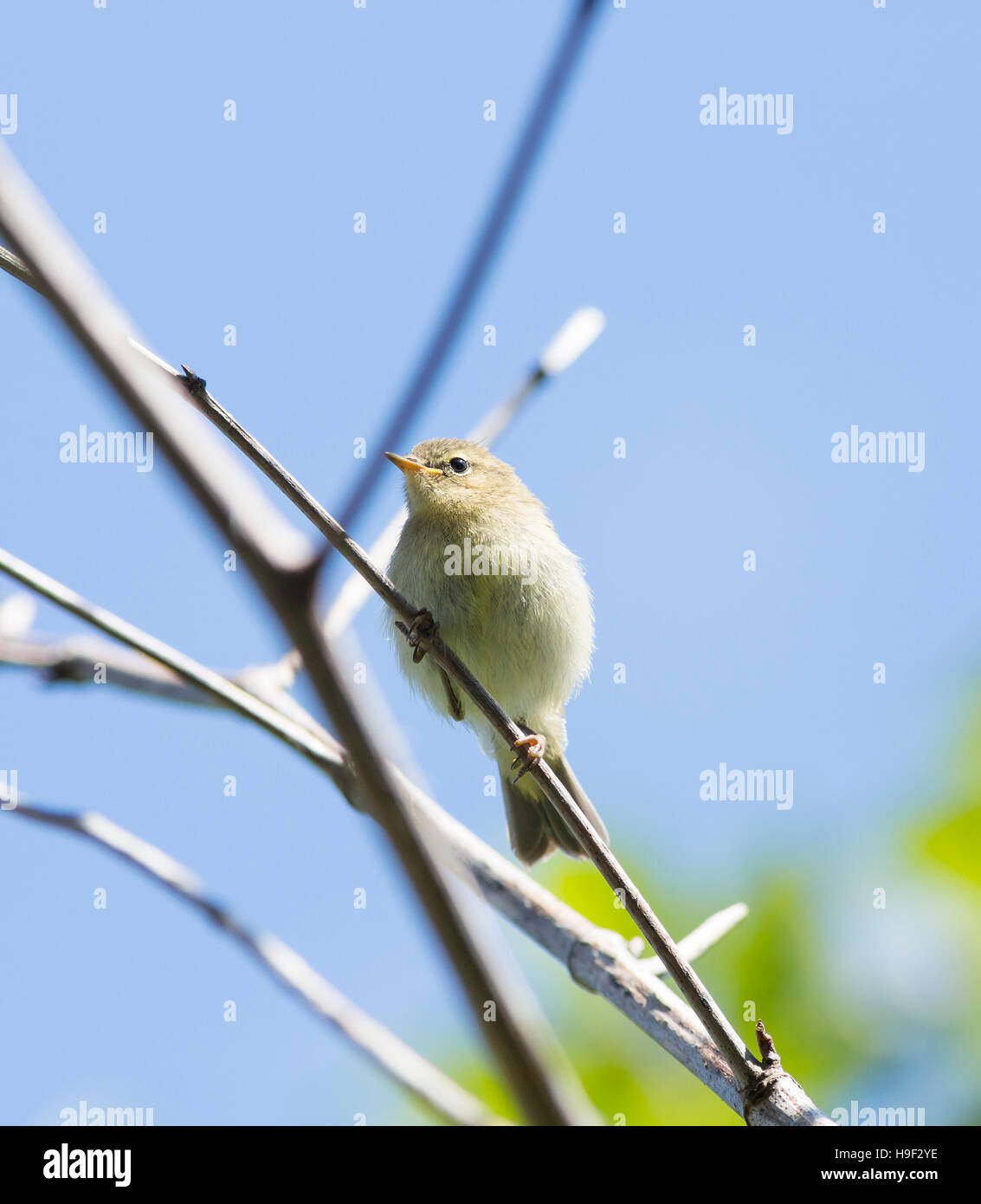 chaffinch fledgling perched on twig Stock Photo