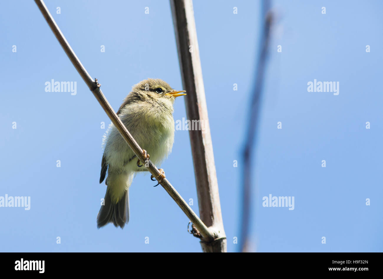 chaffinch fledgling perched on twig Stock Photo
