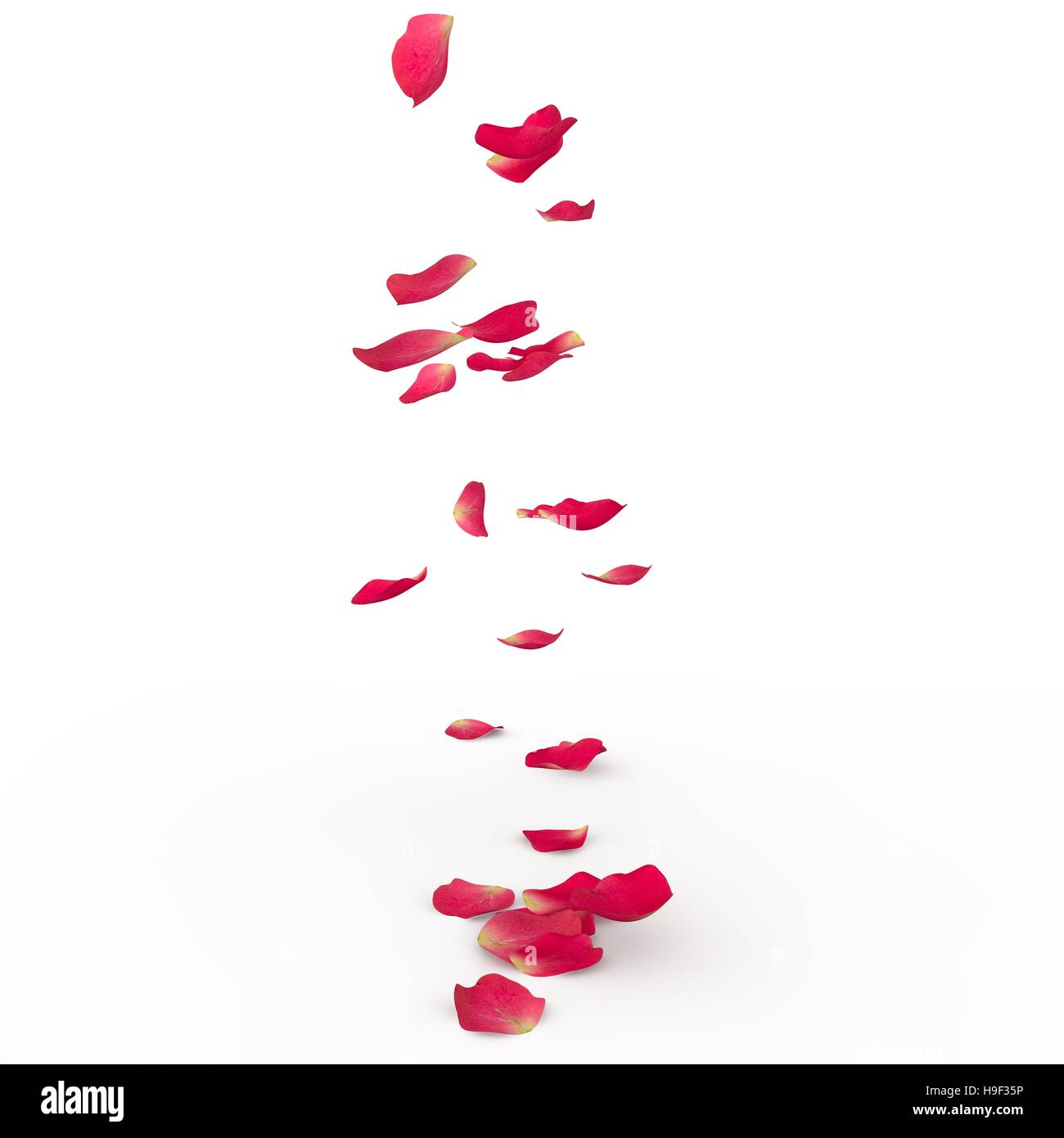 Rose petals fall to the floor. Isolated background. 3D Render Stock