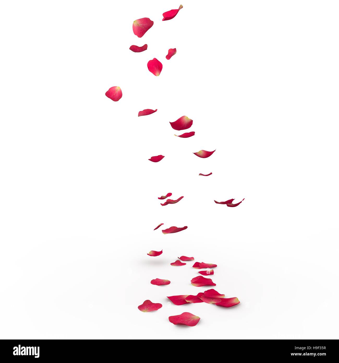 Rose petals fall to the floor. Isolated background. 3D Render Stock
