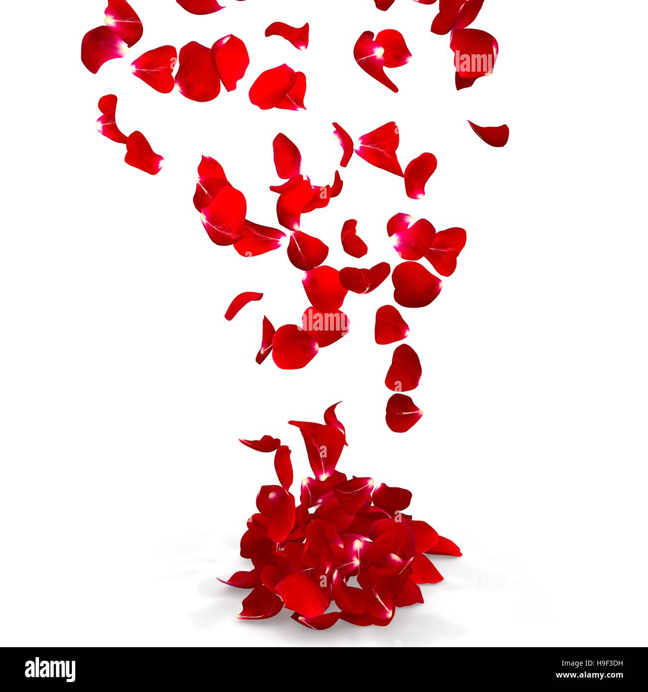 Rose petals fall to the floor. Isolated background. 3D render Stock