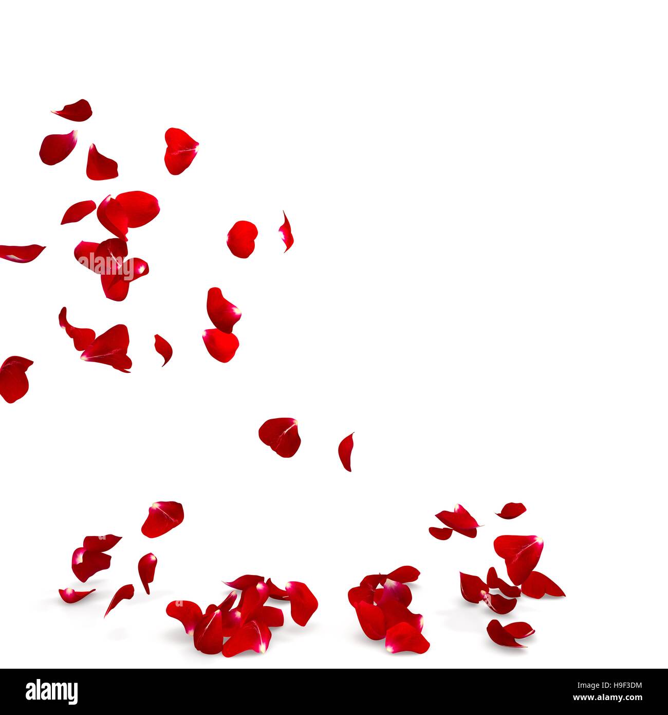 Rose petals fall to the floor. Isolated background. 3D render Stock