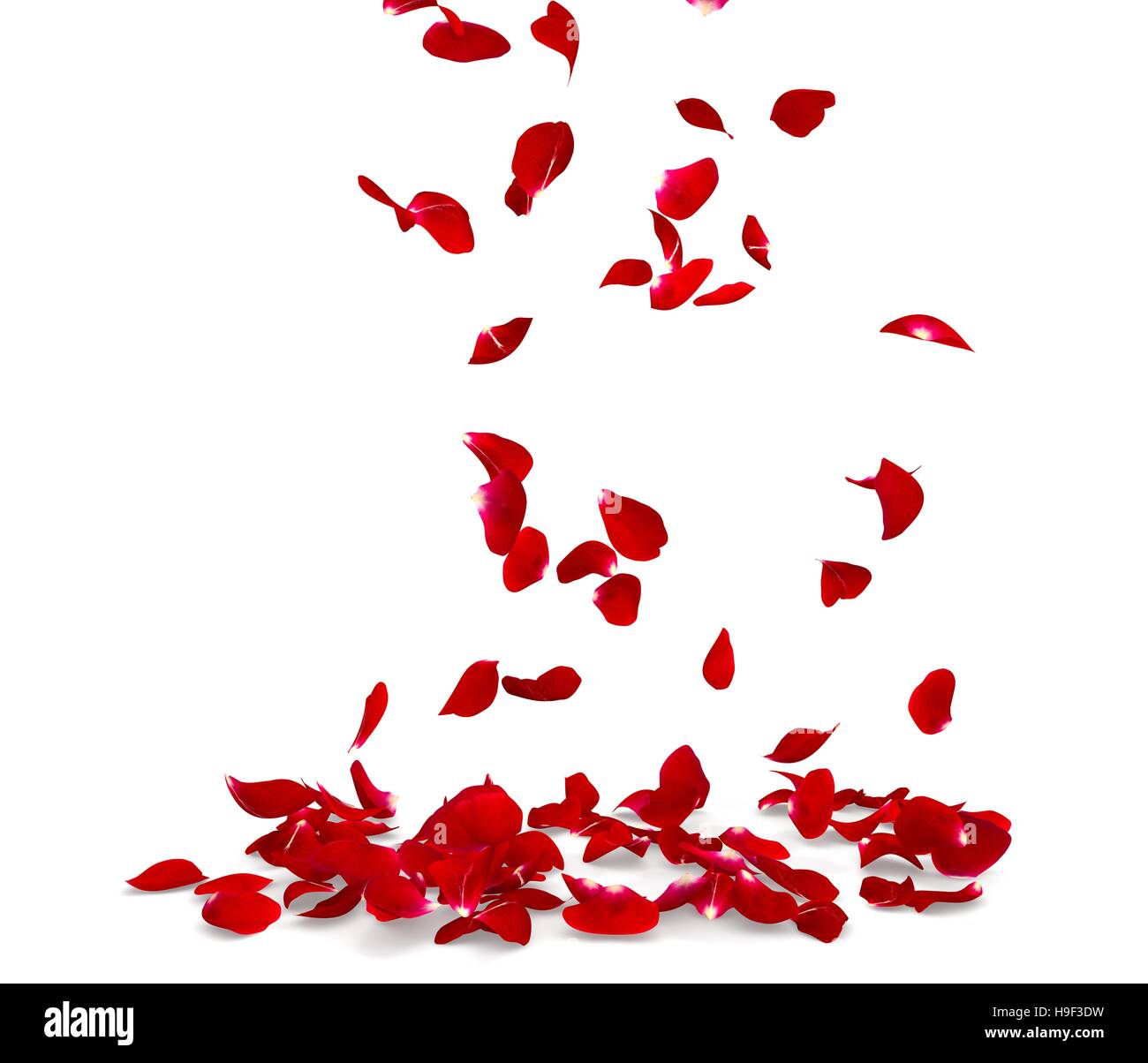 Rose petals fall to the floor. Isolated background. 3D render Stock