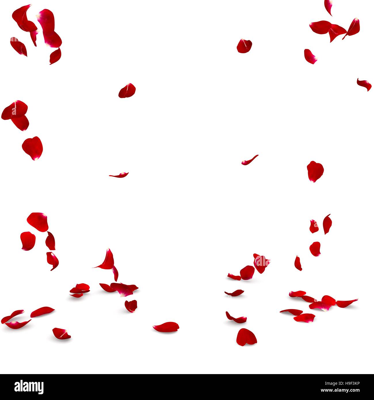 Rose petals fall to the floor. Isolated background. 3D render Stock