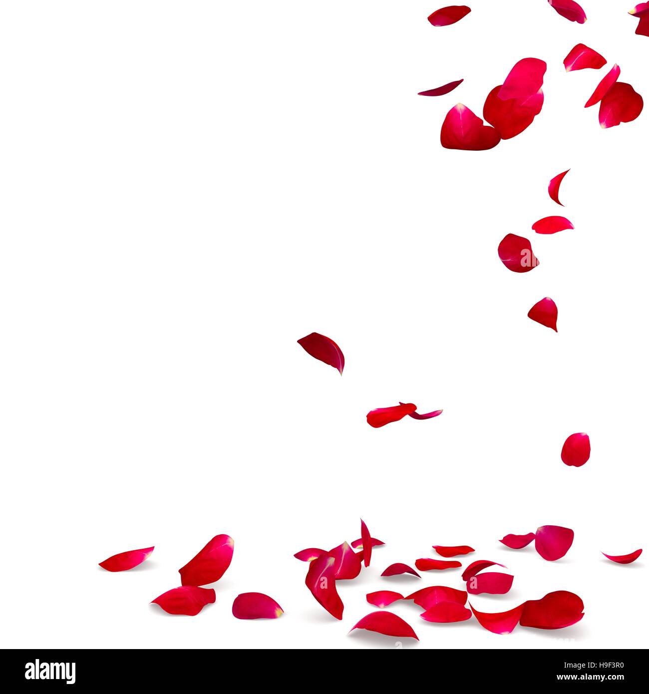 Rose petals fall to the floor. Isolated background Stock Photo Alamy