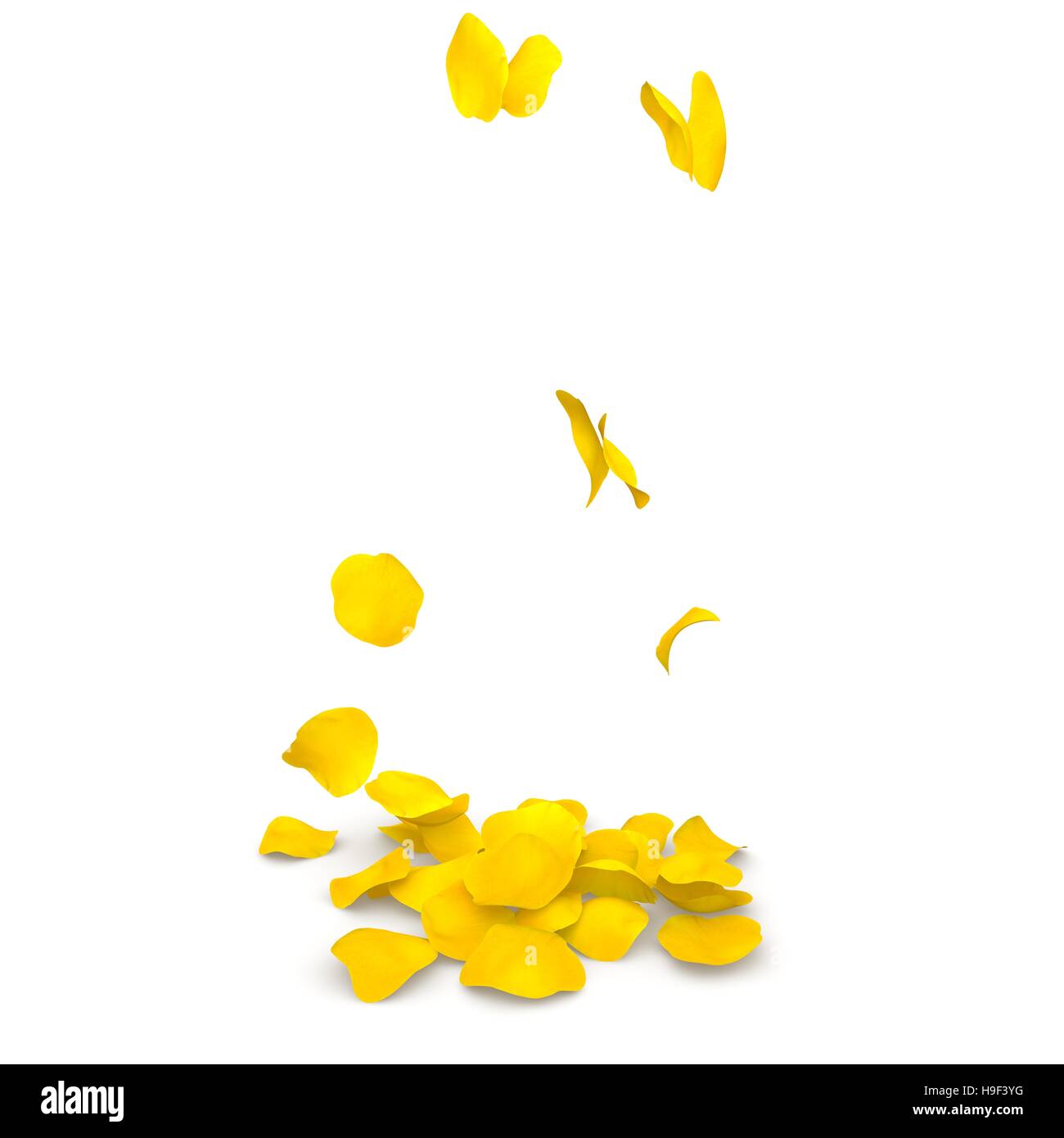 Yellow roses petals are falling down Royalty Free Vector