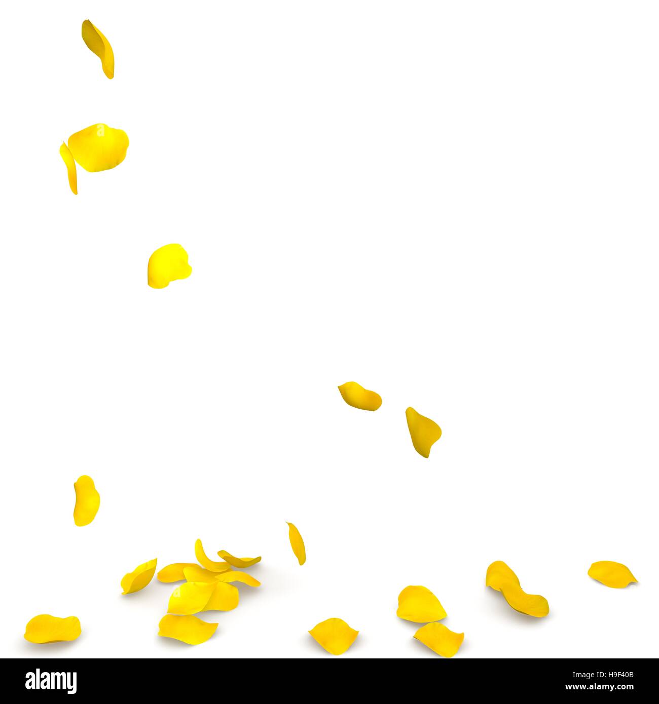 Yellow rose petals flying on the floor. Isolated white background Stock