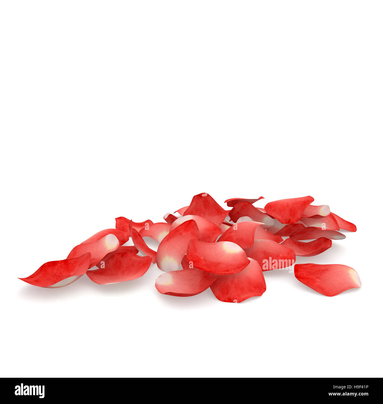 Red rose petals flying on the floor. Isolated white background Stock Photo