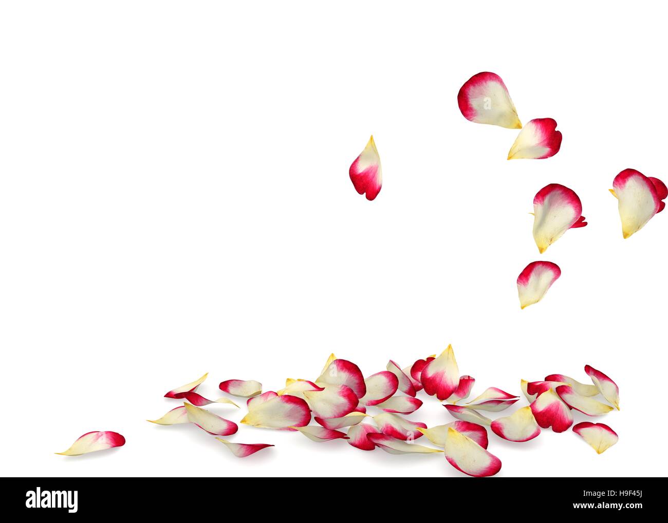 Rose petals fall to the floor. Isolated background Stock Photo Alamy