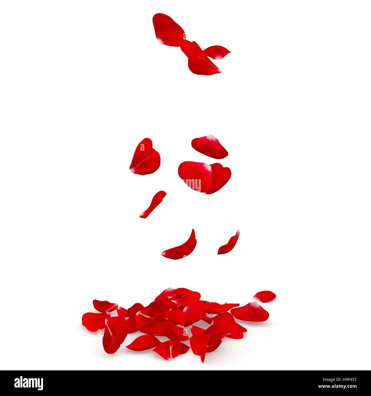 Rose petals fall to the floor. Isolated background Stock Photo Alamy