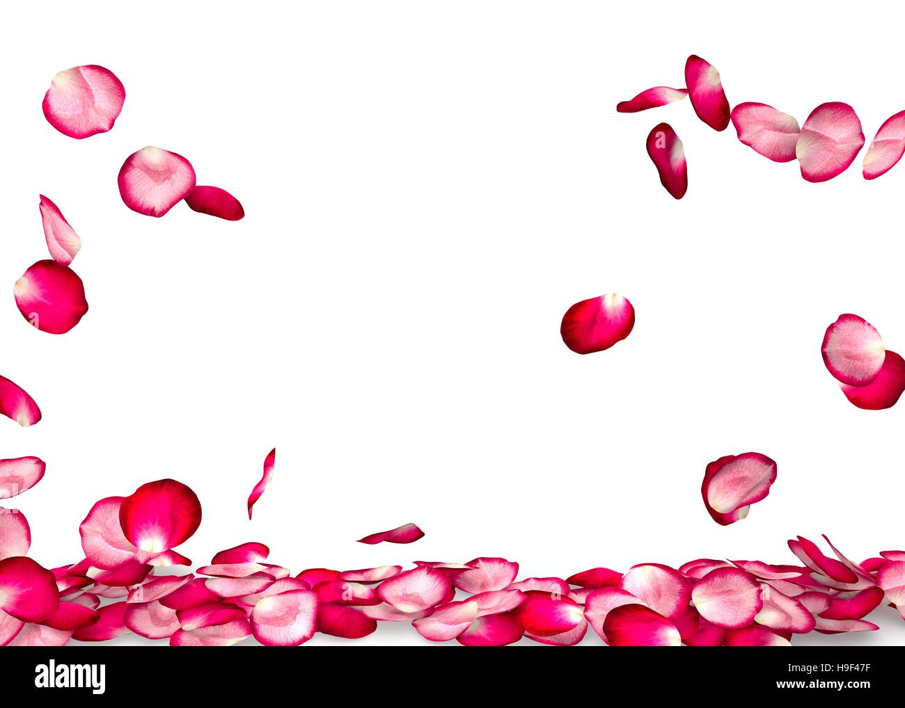 Rose petals fall to the floor. Isolated background Stock Photo Alamy