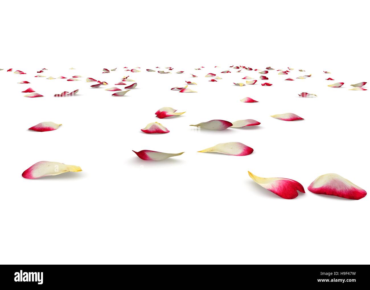 Red rose petals scattered on the floor. Isolated white background Stock