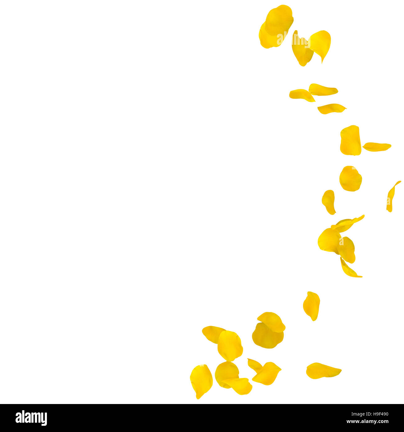 Yellow rose petals scattered on the floor in a semi-circle. There is a ...