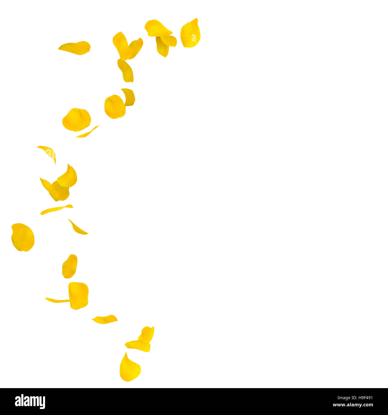 Yellow rose petals scattered on the floor in a semi-circle. There is a ...