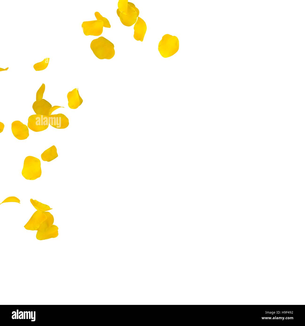 Yellow rose petals scattered on the floor in a semi-circle. There is a ...